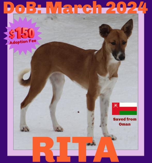 RITA - $150, an adoptable German Shepherd Dog, Saluki in Sebec, ME, 04481 | Photo Image 1