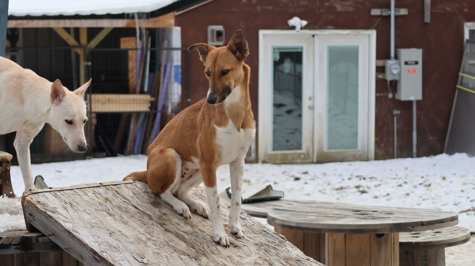 RITA - $150, an adoptable German Shepherd Dog, Saluki in Sebec, ME, 04481 | Photo Image 2