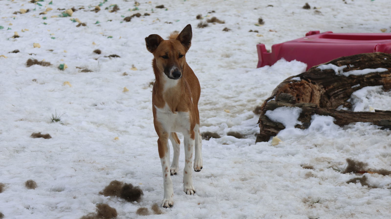 RITA - $150, an adoptable German Shepherd Dog, Saluki in Sebec, ME, 04481 | Photo Image 3