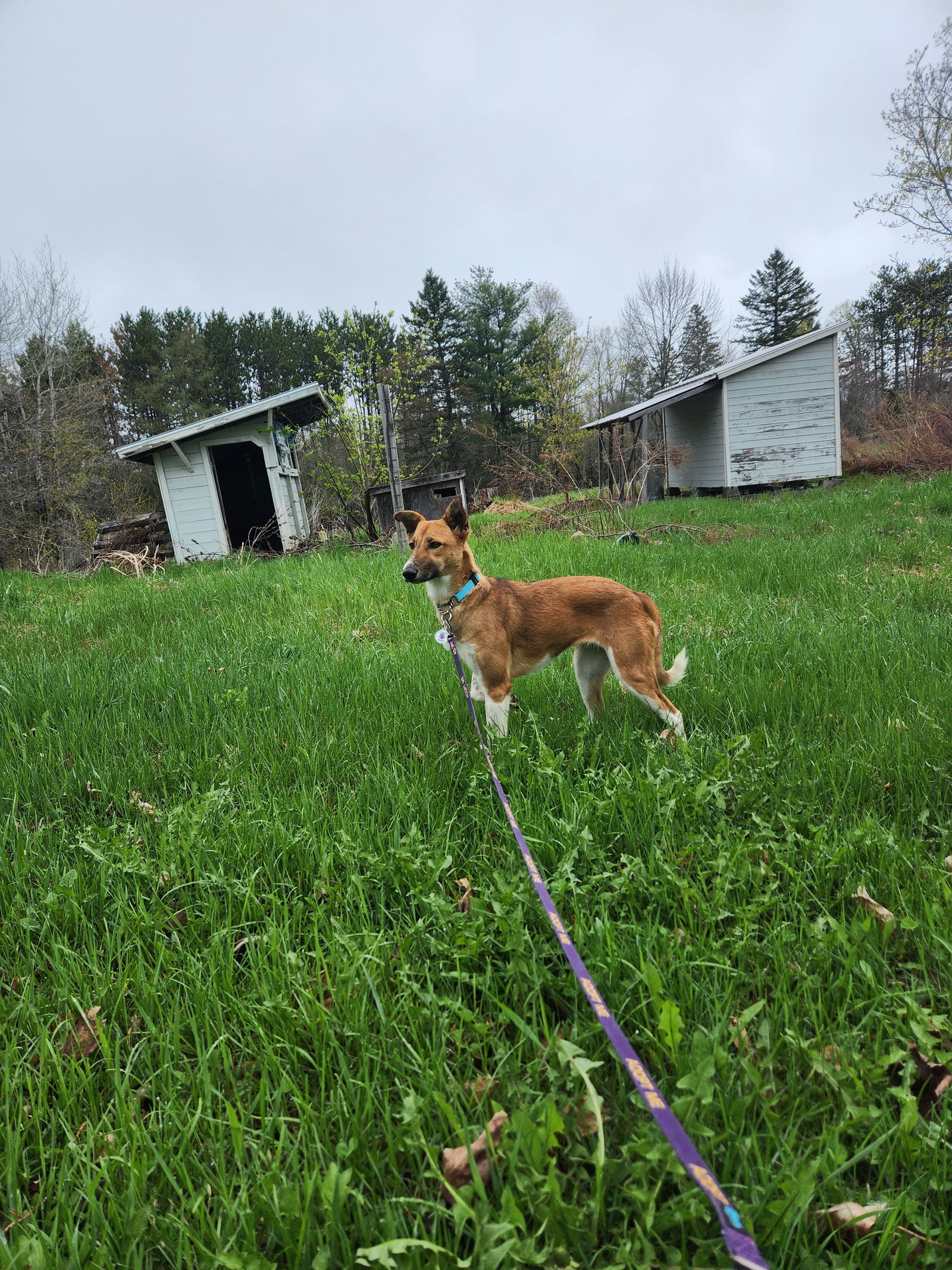RITA, an adoptable Whippet, Saluki in Sebec, ME, 04481 | Photo Image 3