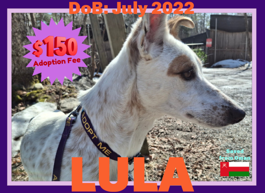 LULA - $150, an adoptable Whippet, Saluki in Sebec, ME, 04481 | Photo Image 1