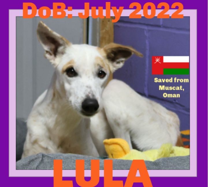 LULA 1