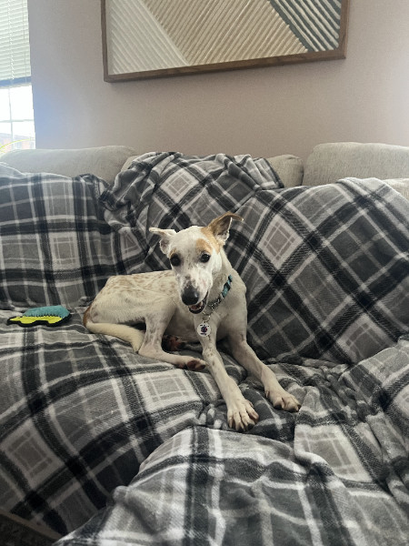LULA - $150, an adoptable Whippet, Saluki in Sebec, ME, 04481 | Photo Image 2