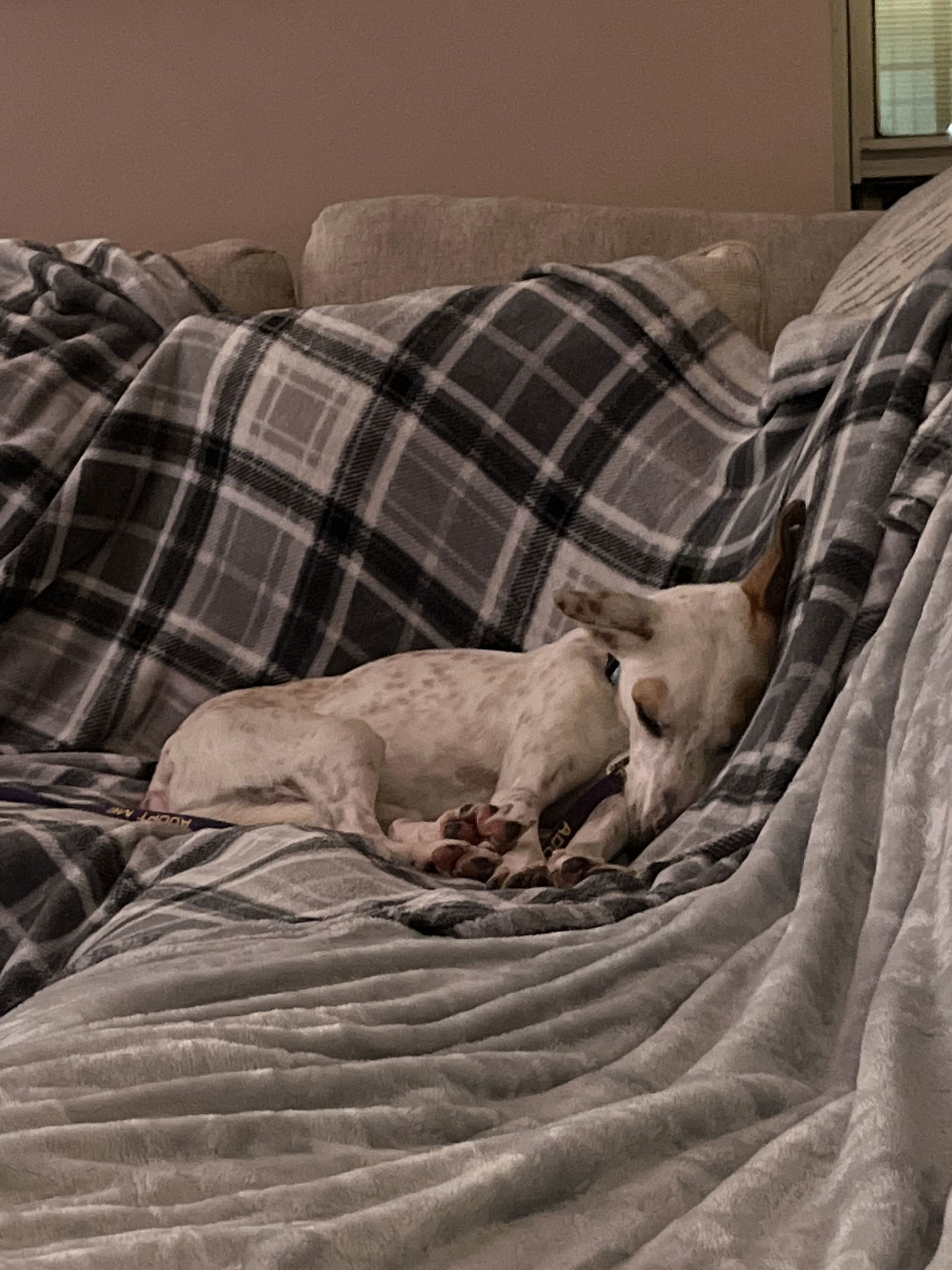 LULA - $150, an adoptable Whippet, Saluki in Sebec, ME, 04481 | Photo Image 3