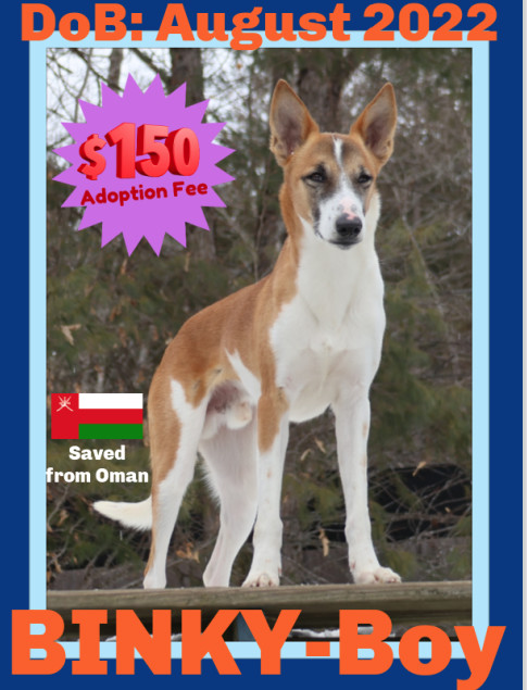 BINKY - $150, an adoptable Greyhound, Saluki in Sebec, ME, 04481 | Photo Image 1