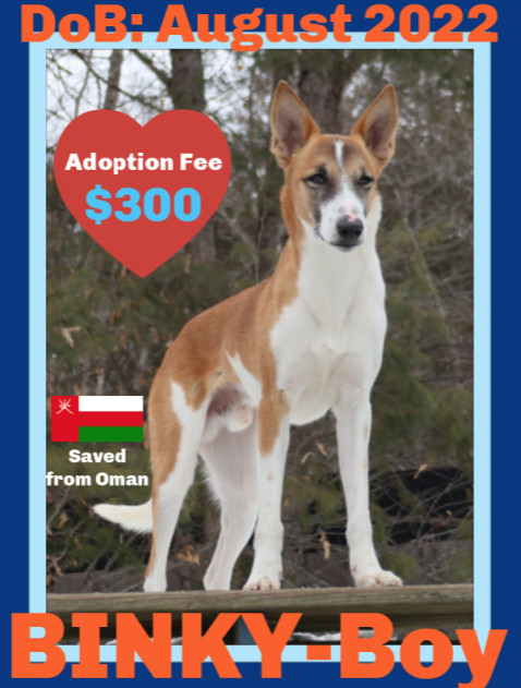 BINKY, an adoptable Greyhound, Saluki in Sebec, ME, 04481 | Photo Image 1