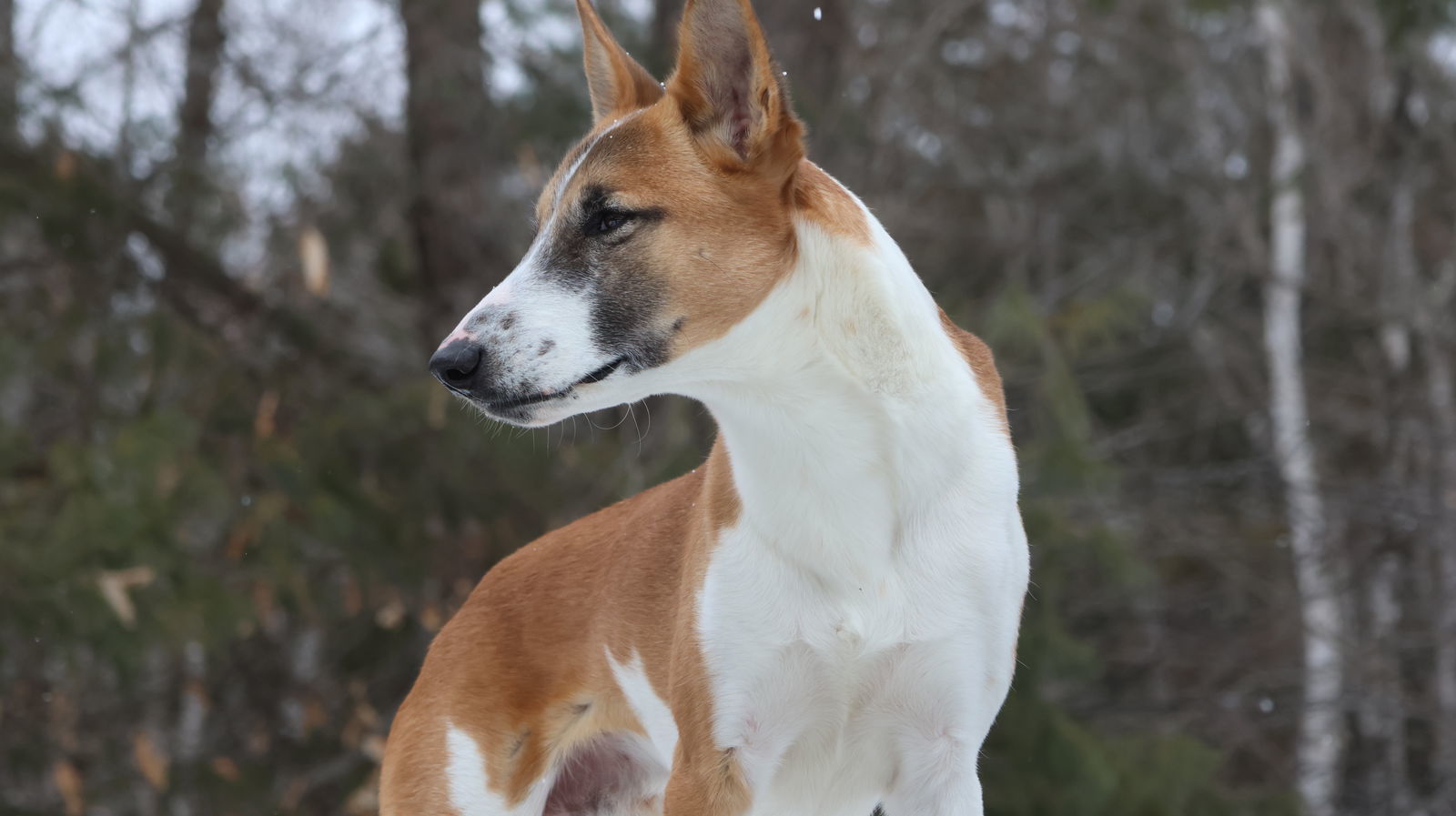 BINKY - $150, an adoptable Greyhound, Saluki in Sebec, ME, 04481 | Photo Image 2