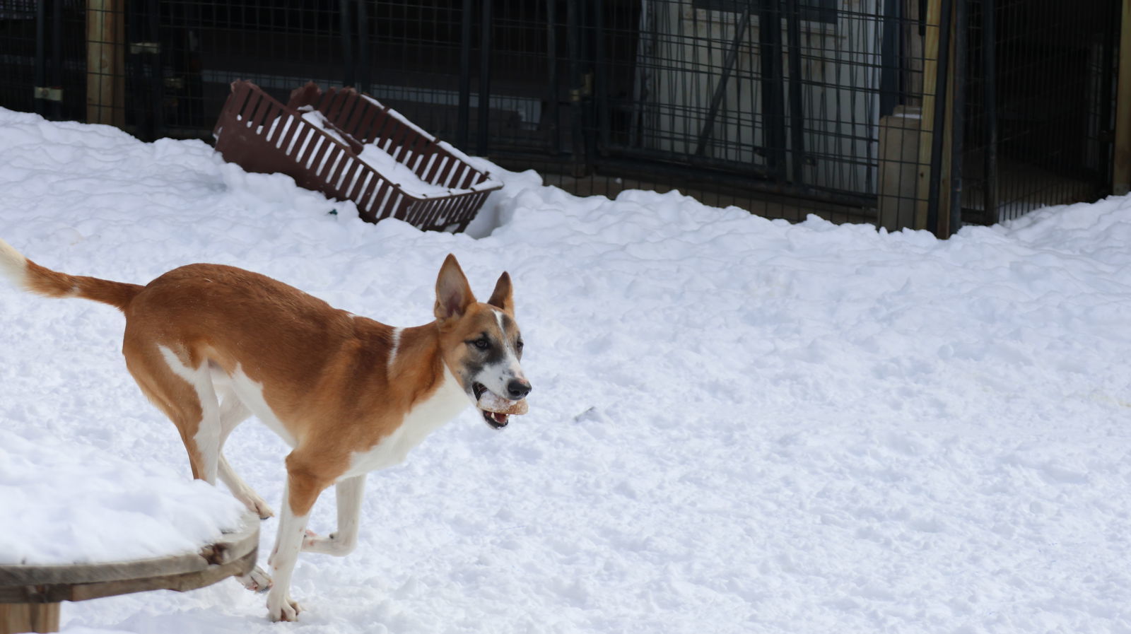 BINKY - $150, an adoptable Greyhound, Saluki in Sebec, ME, 04481 | Photo Image 3
