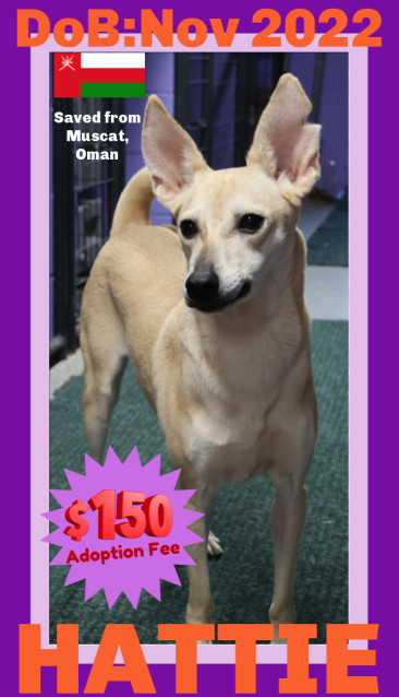HATTIE - $150, an adoptable Whippet, Saluki in Sebec, ME, 04481 | Photo Image 1