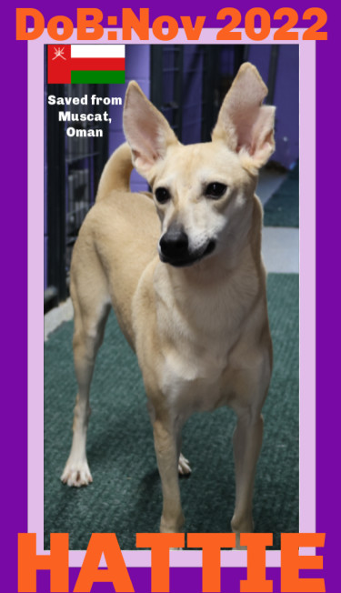 HATTIE, an adoptable Whippet, Saluki in Sebec, ME, 04481 | Photo Image 1