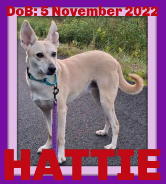 HATTIE - $350, an adoptable Whippet, Saluki in Sebec, ME, 04481 | Photo Image 1