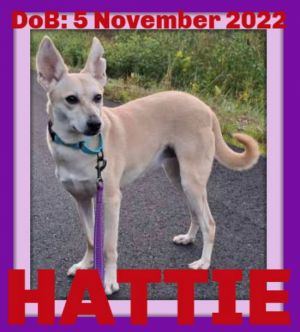 HATTIE - $350