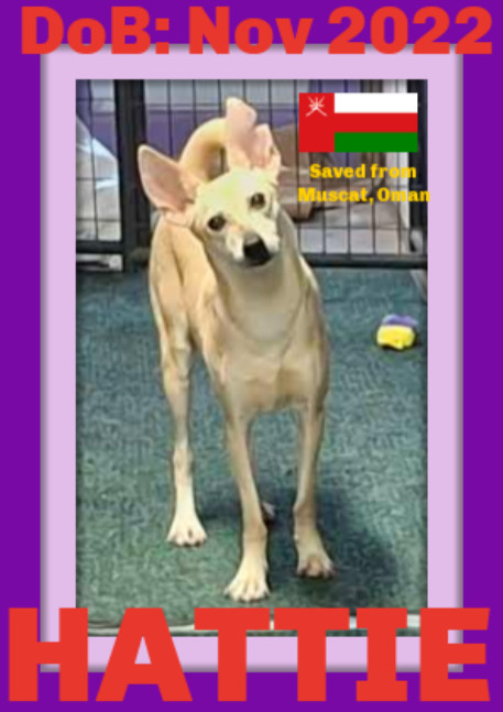 HATTIE - $150, an adoptable Whippet, Saluki in Sebec, ME, 04481 | Photo Image 2
