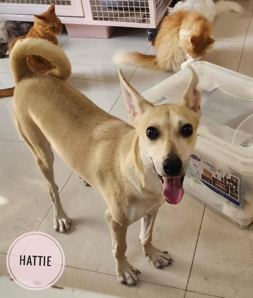 HATTIE - $150, an adoptable Whippet, Saluki in Sebec, ME, 04481 | Photo Image 3