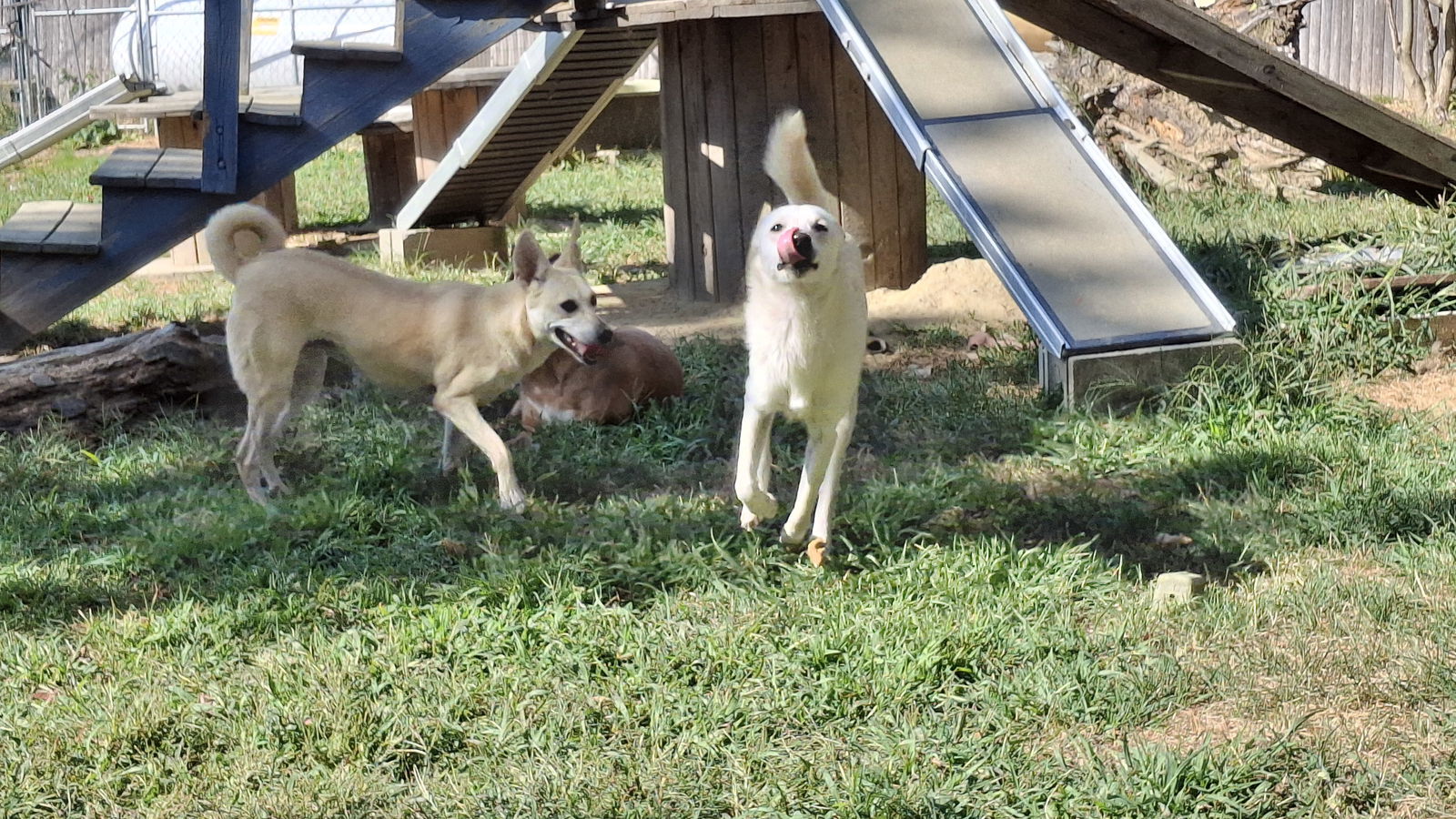 HATTIE - $350, an adoptable Whippet, Saluki in Sebec, ME, 04481 | Photo Image 3