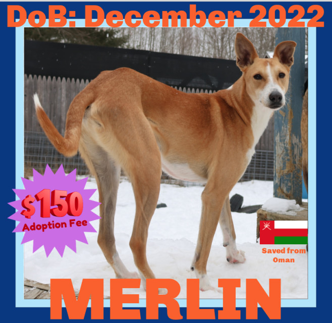 MERLIN - $150, an adoptable Whippet, Saluki in Sebec, ME, 04481 | Photo Image 1