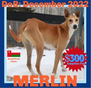 MERLIN