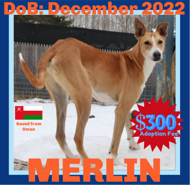 MERLIN 1