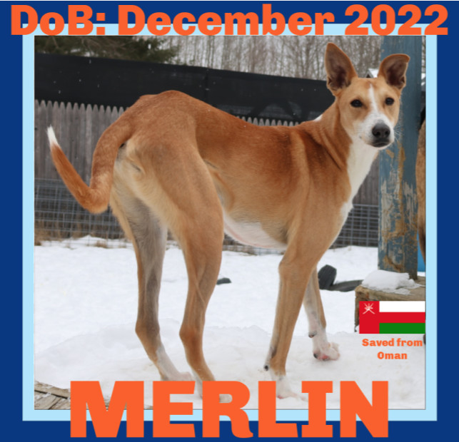 MERLIN, an adoptable Whippet, Saluki in Sebec, ME, 04481 | Photo Image 1