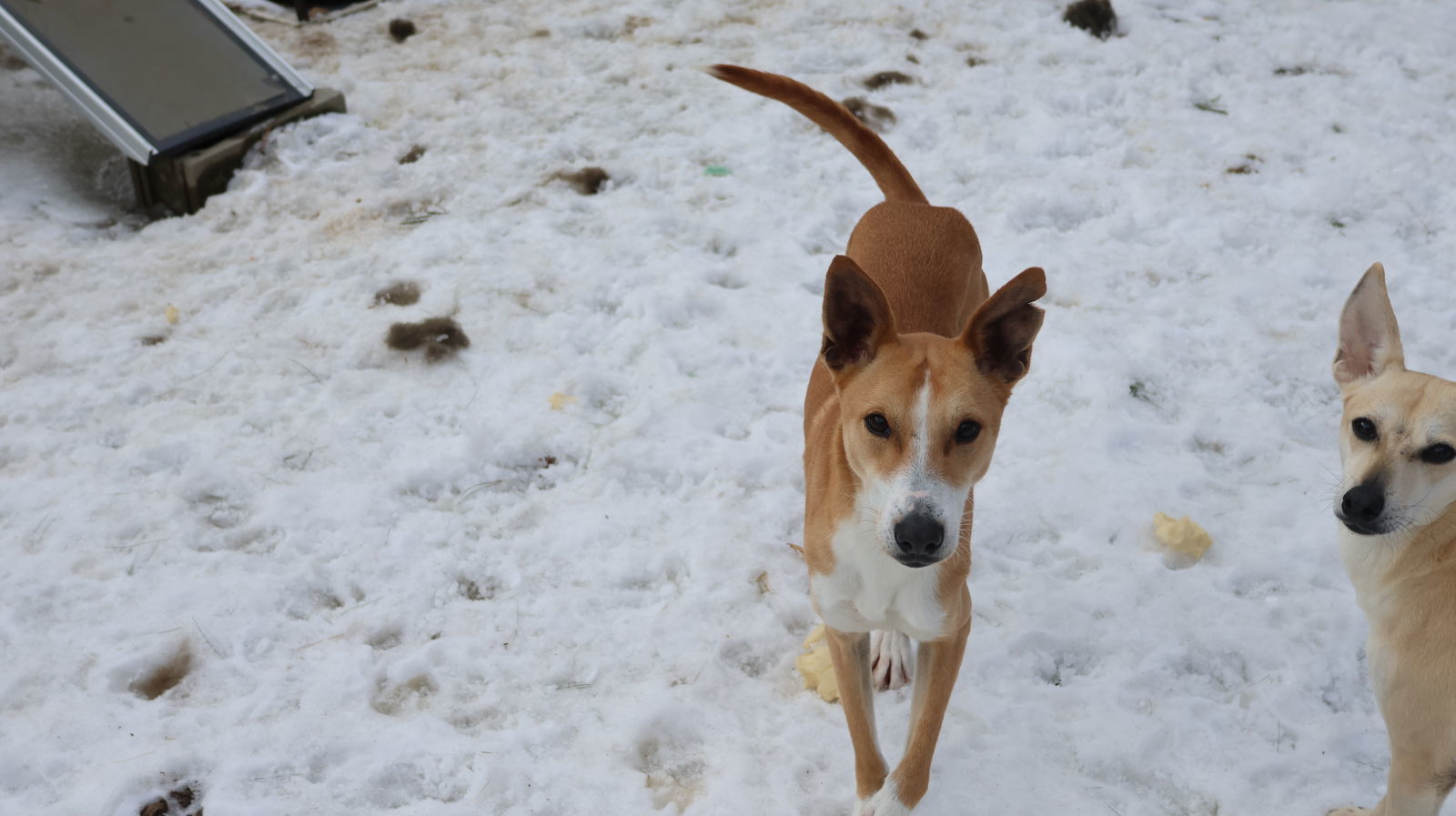 MERLIN, an adoptable Whippet, Saluki in Sebec, ME, 04481 | Photo Image 2
