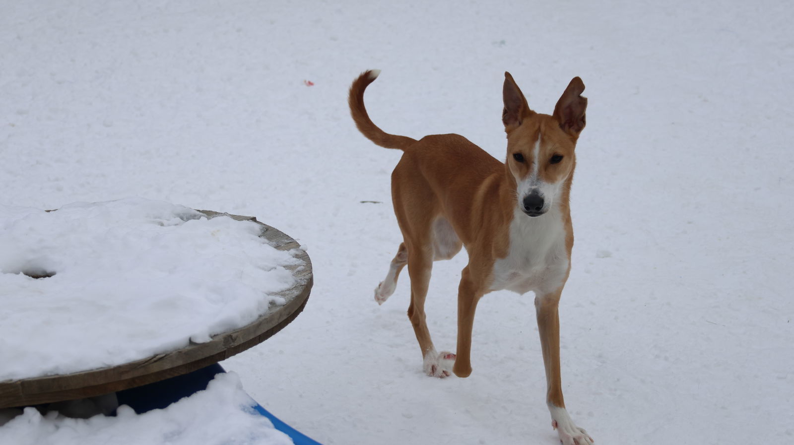 MERLIN - $150, an adoptable Whippet, Saluki in Sebec, ME, 04481 | Photo Image 3