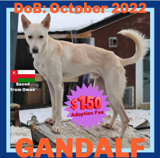 GANDALF - $150, an adoptable Whippet, Saluki in Sebec, ME, 04481 | Photo Image 1
