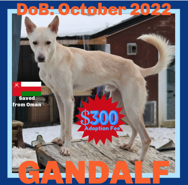 GANDALF 1