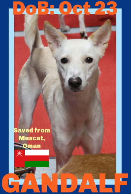 GANDALF - $350, an adoptable Whippet, Saluki in Sebec, ME, 04481 | Photo Image 1