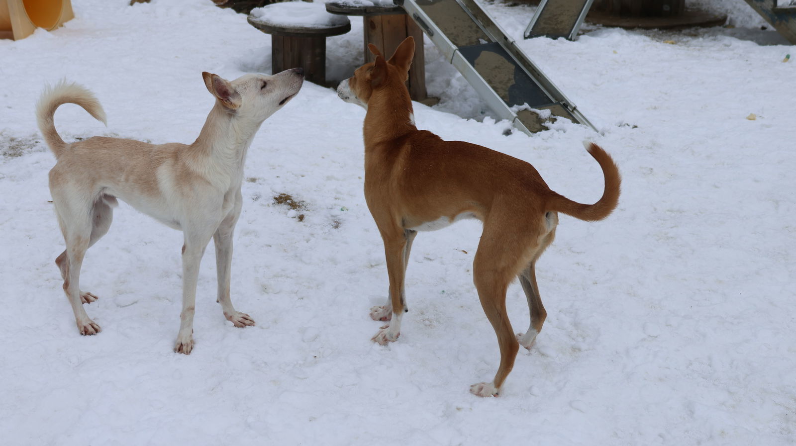 GANDALF - $150, an adoptable Whippet, Saluki in Sebec, ME, 04481 | Photo Image 2