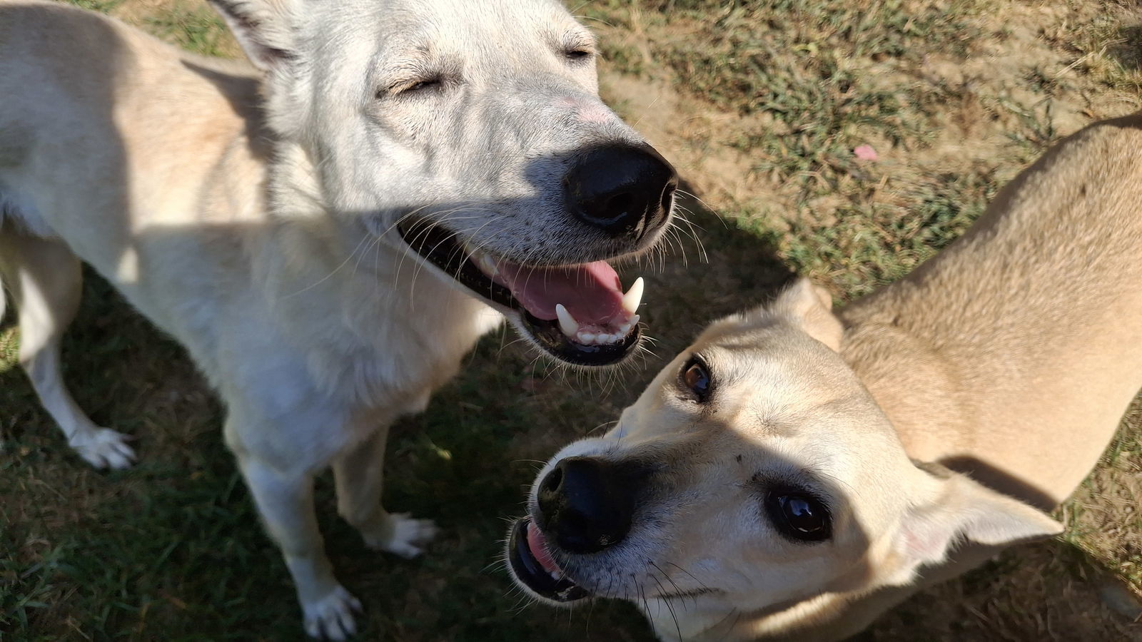 GANDALF - $350, an adoptable Whippet, Saluki in Sebec, ME, 04481 | Photo Image 2