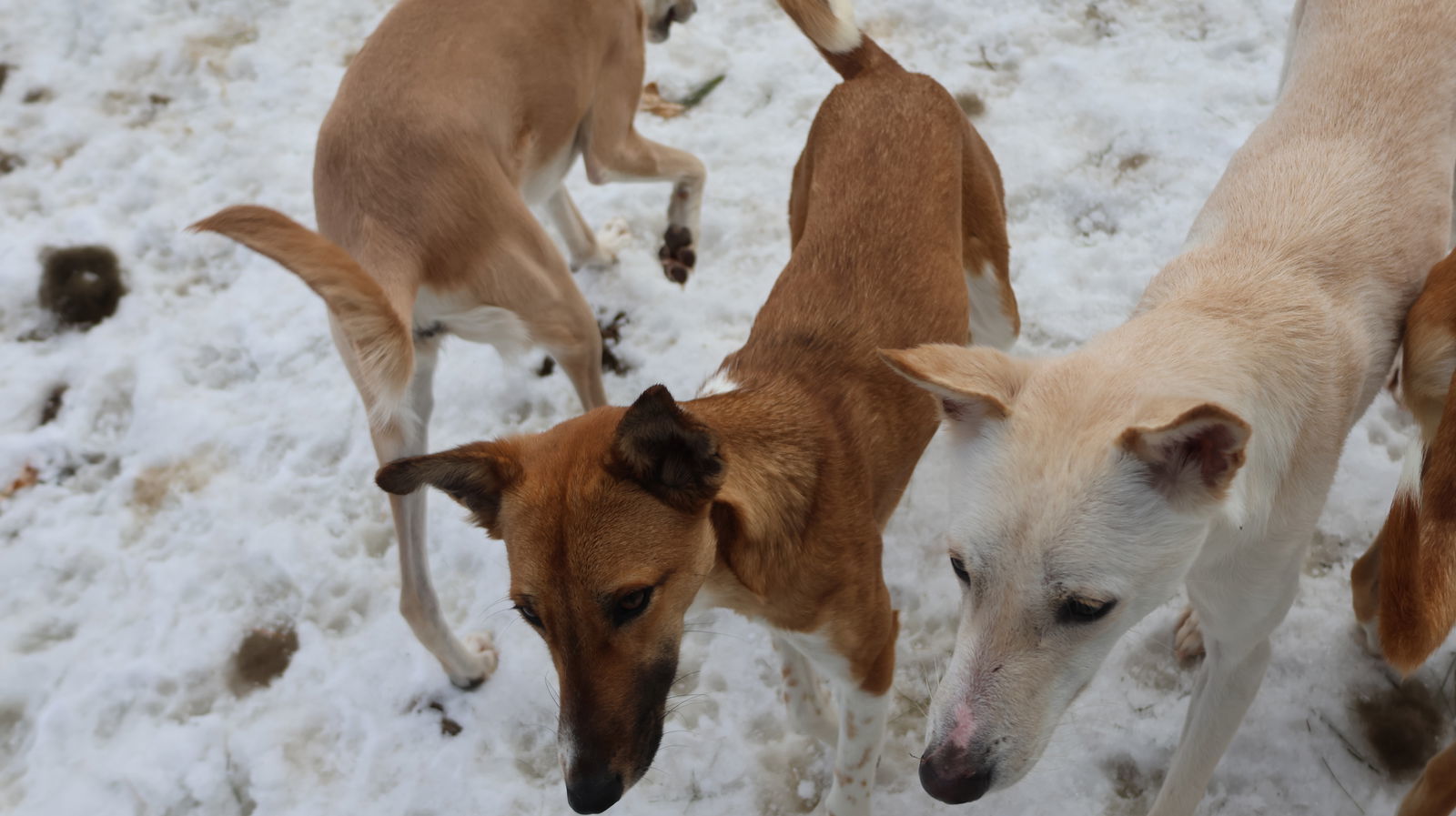 GANDALF - $150, an adoptable Whippet, Saluki in Sebec, ME, 04481 | Photo Image 3