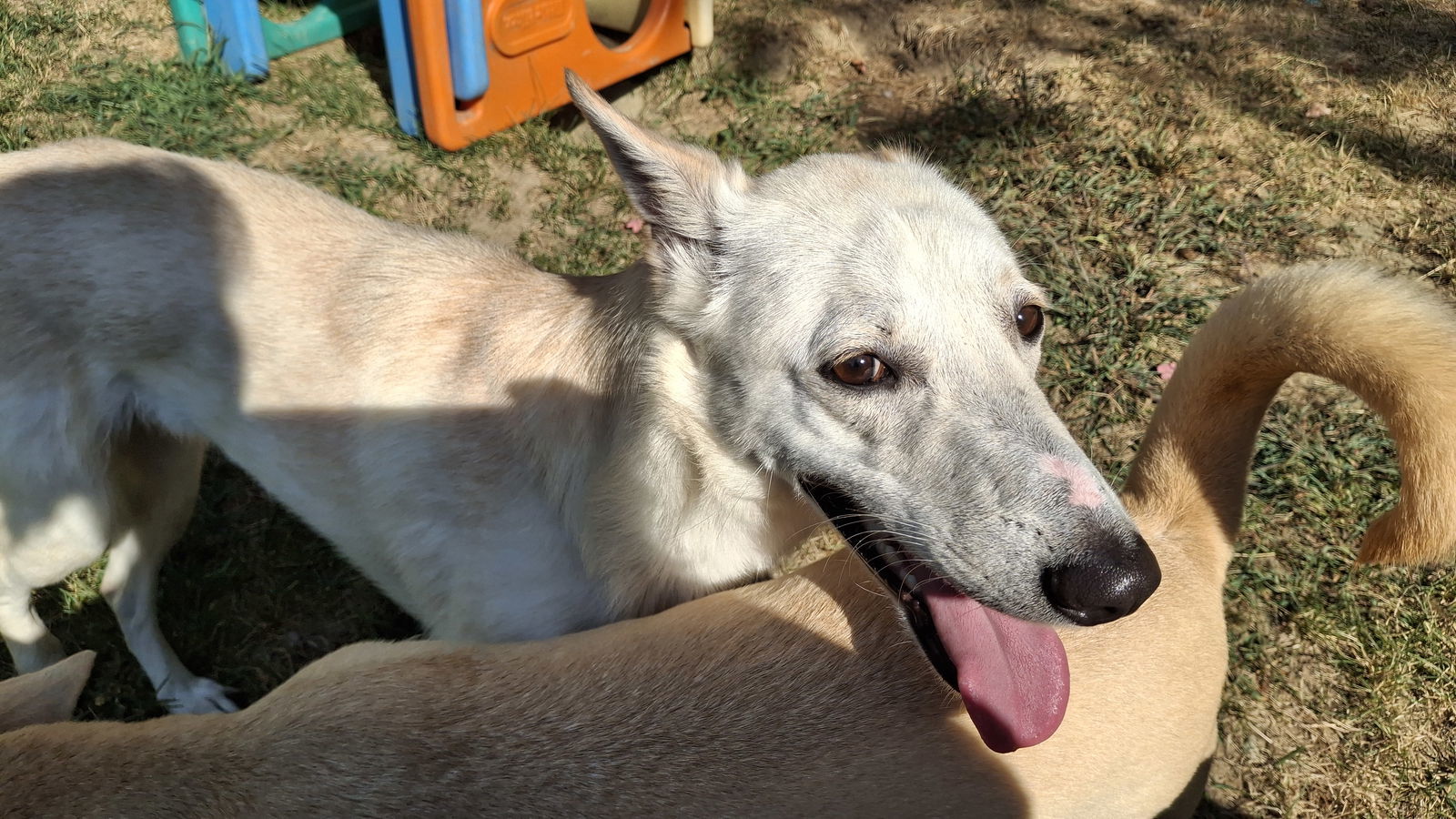 GANDALF - $350, an adoptable Whippet, Saluki in Sebec, ME, 04481 | Photo Image 3