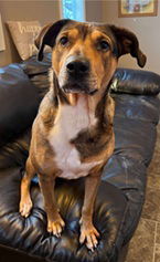 Demi, Adult Female Shepherd