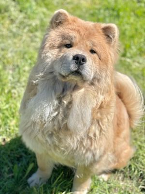 Mooncake is a beautiful plush and happy chow chow with an estimated birthdate of 01172023 She c