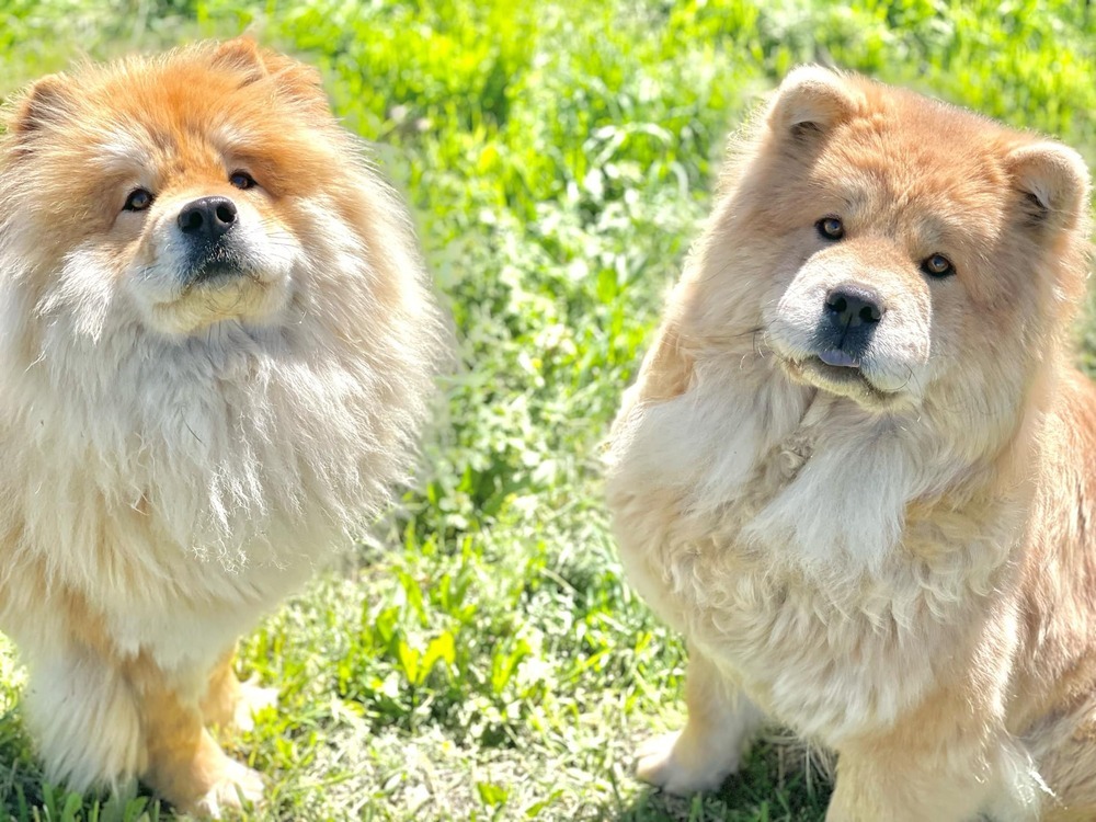 Mooncake, an adoptable Chow Chow, Mixed Breed in Spokane , WA, 99209 | Photo Image 2