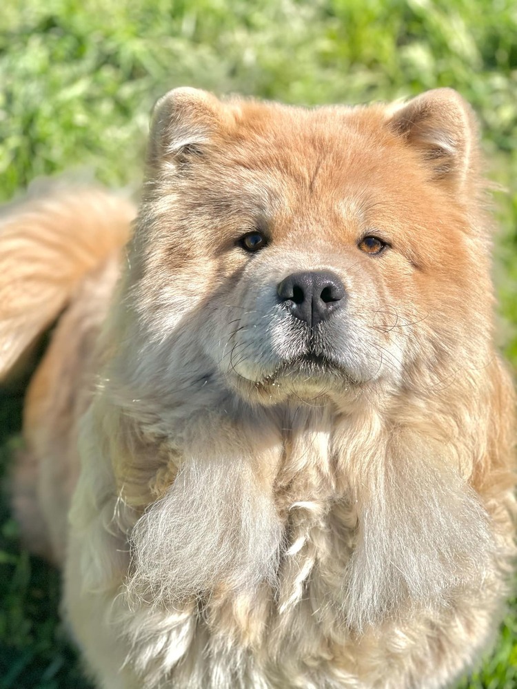 Mooncake, an adoptable Chow Chow, Mixed Breed in Spokane , WA, 99209 | Photo Image 3