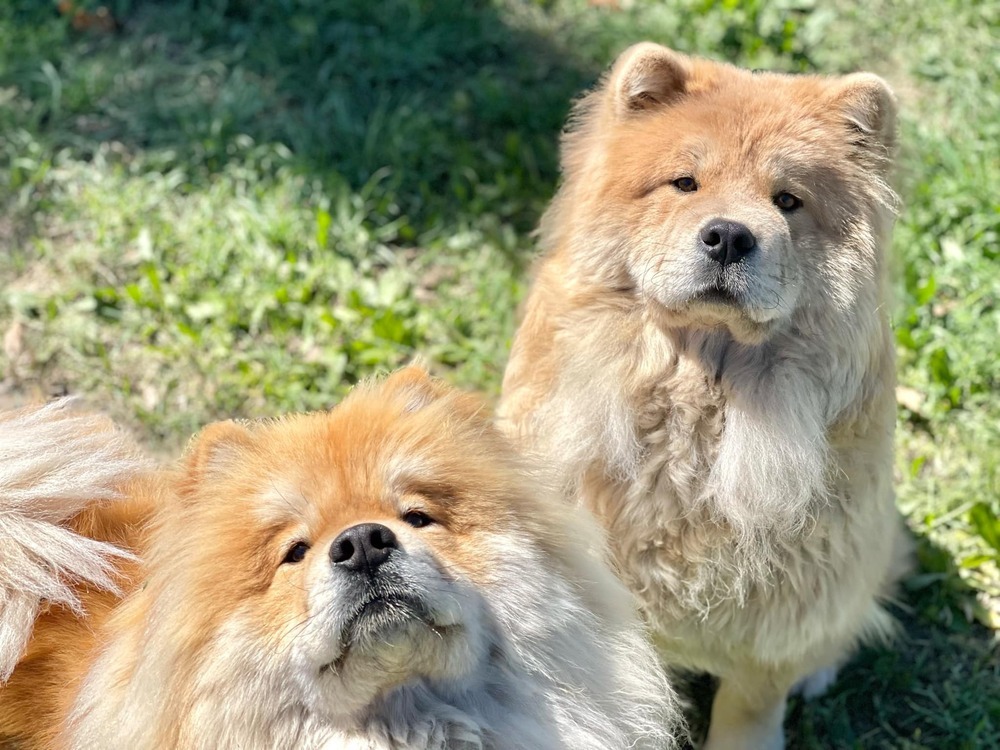 Mooncake, an adoptable Chow Chow, Mixed Breed in Spokane , WA, 99209 | Photo Image 4
