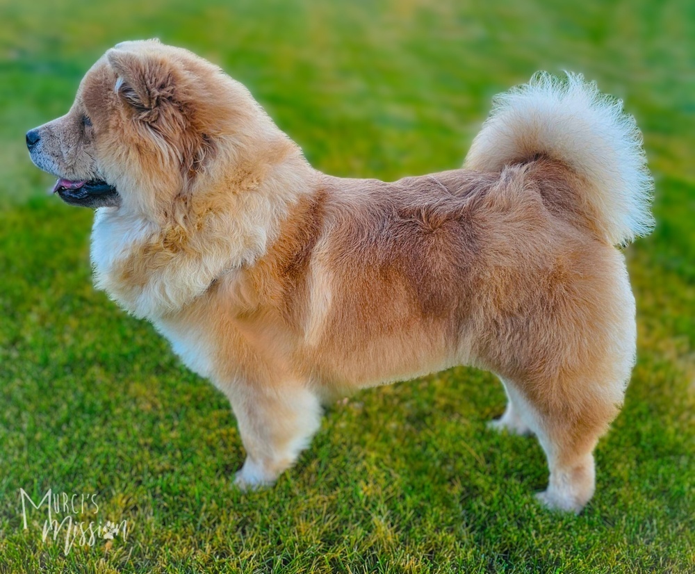Mooncake, an adoptable Chow Chow, Mixed Breed in Spokane , WA, 99209 | Photo Image 5