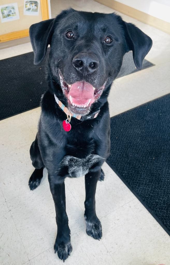 Chase, an adoptable Labrador Retriever, American Bulldog in Green River, WY, 82935 | Photo Image 1