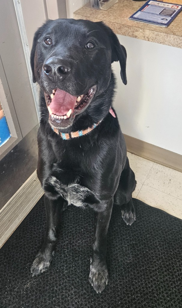 Chase, an adoptable Labrador Retriever, American Bulldog in Green River, WY, 82935 | Photo Image 2