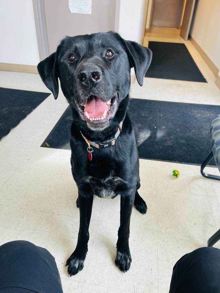 Chase, an adoptable Labrador Retriever, American Bulldog in Green River, WY, 82935 | Photo Image 3