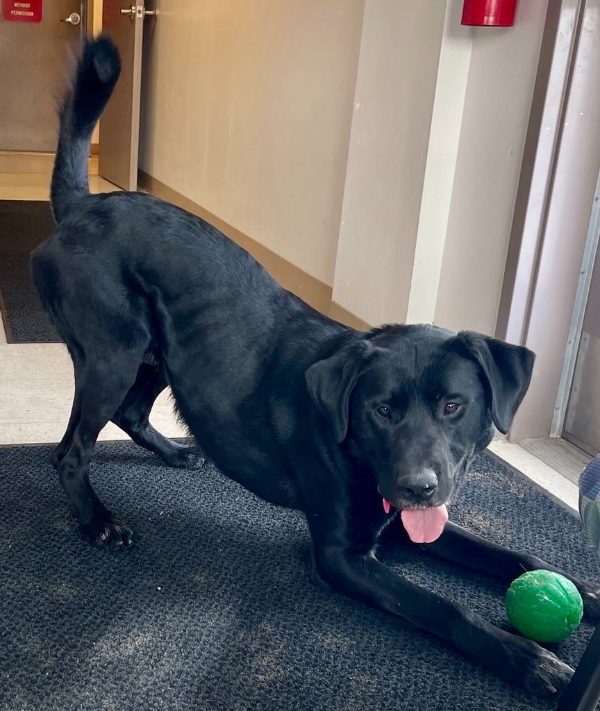 Chase, an adoptable Labrador Retriever, American Bulldog in Green River, WY, 82935 | Photo Image 4