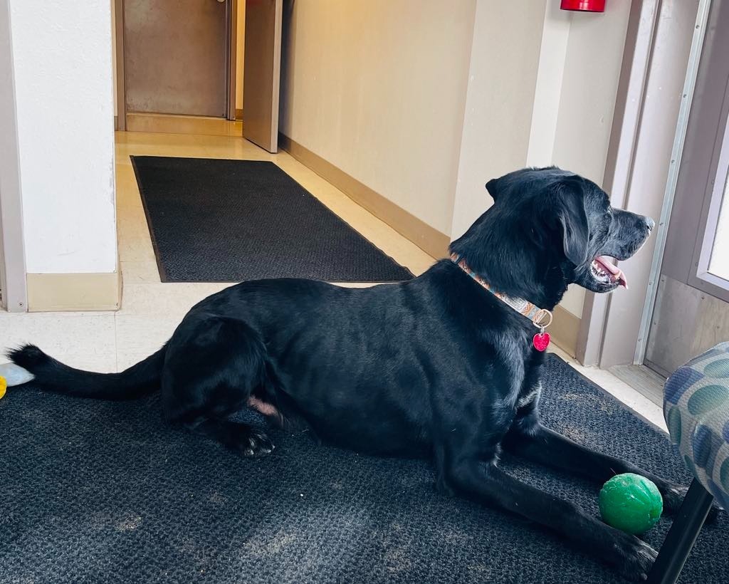 Chase, an adoptable Labrador Retriever, American Bulldog in Green River, WY, 82935 | Photo Image 5