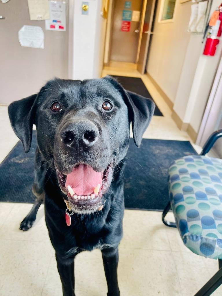 Chase, an adoptable Labrador Retriever, American Bulldog in Green River, WY, 82935 | Photo Image 6