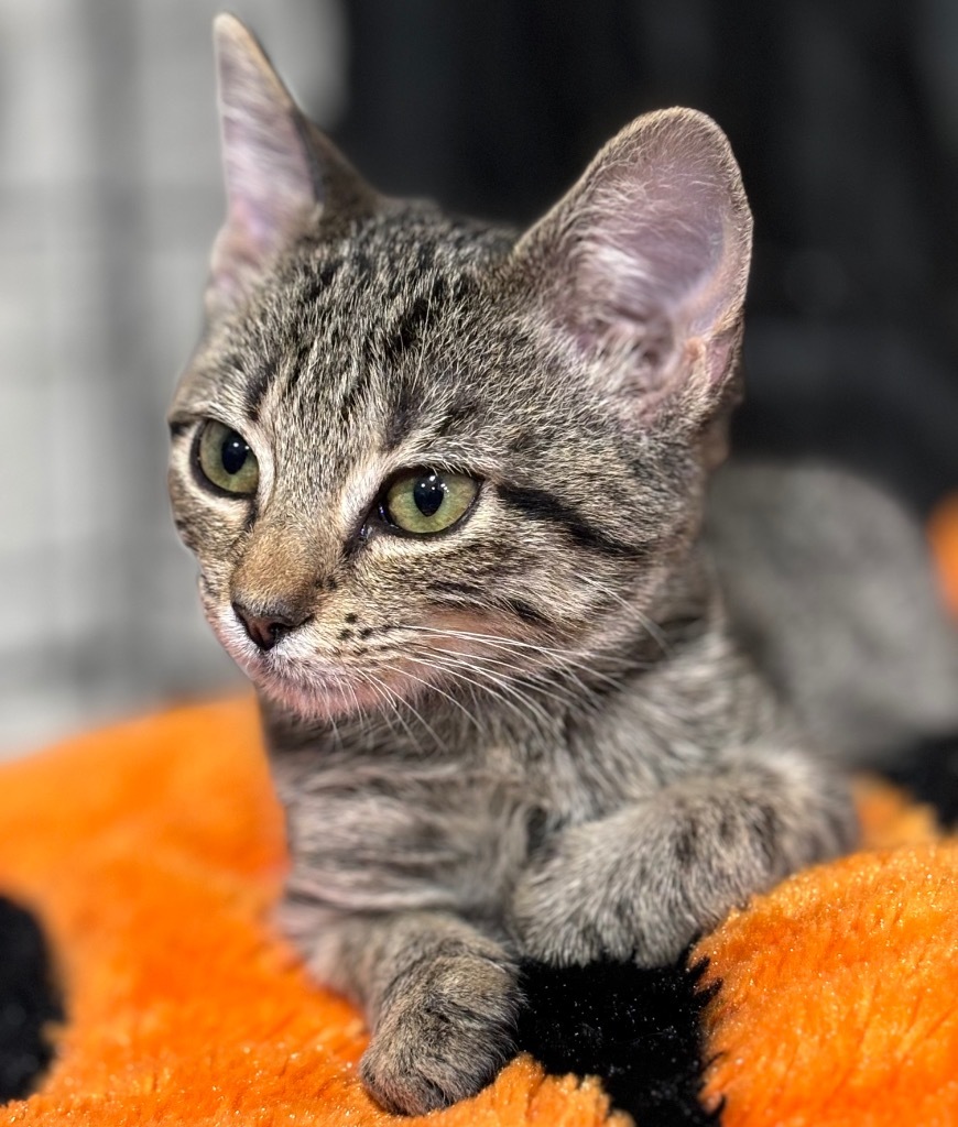 Dr. Baby, an adoptable Domestic Short Hair in Corpus Christi, TX, 78415 | Photo Image 1