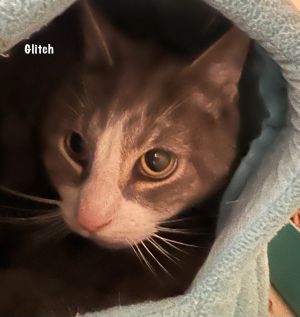 Glitch, Senior Male Domestic Short Hair