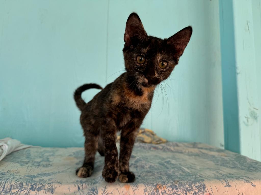 Chewy, an adoptable Domestic Short Hair in Pahrump, NV, 89048 | Photo Image 1