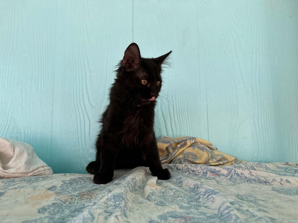 Baby Scat, an adoptable Domestic Long Hair in Pahrump, NV, 89048 | Photo Image 1