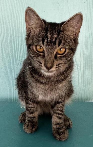 Posie, an adoptable Domestic Short Hair in Pahrump, NV, 89048 | Photo Image 1