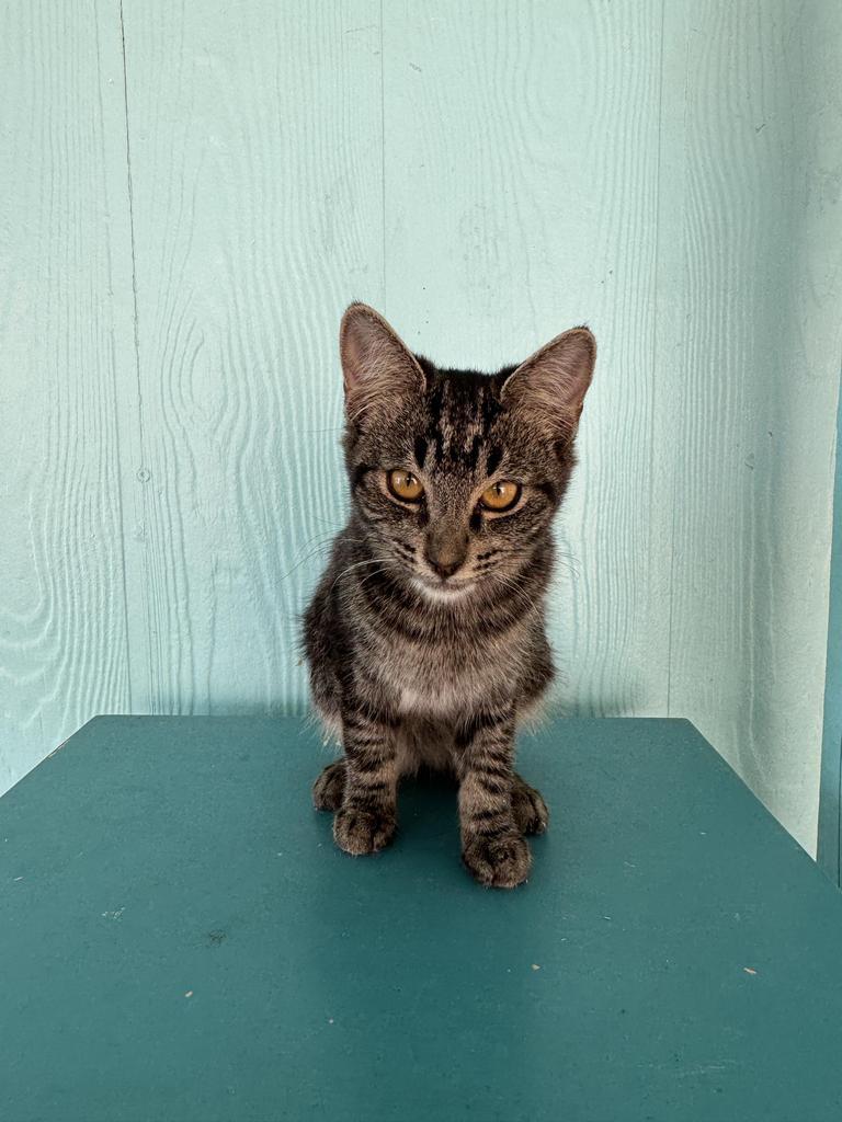 Posie, an adoptable Domestic Short Hair in Pahrump, NV, 89048 | Photo Image 2